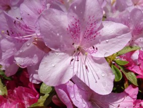 栖霞区花卉苗圃种植与养护的探索花卉苗圃基地